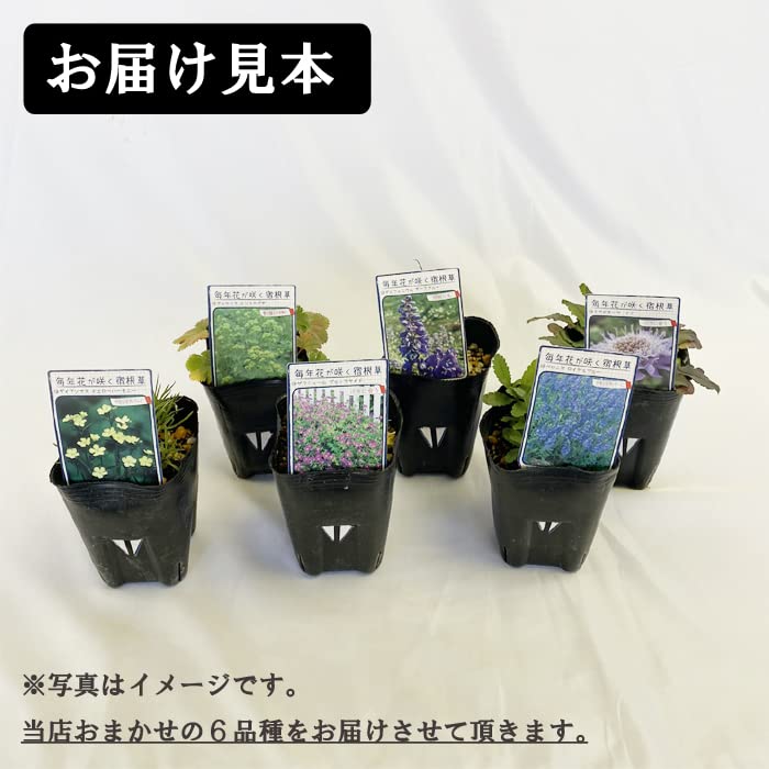 Amazon.co.jp: 宿根草 苗 セット 9cmロングポット 草丈の低い 6